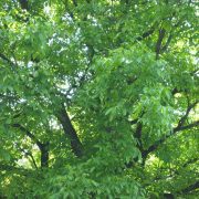 Juglans_regia_(detail)