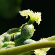 Juglans_regia_fl_femelle_Auvers_1