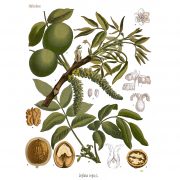 Köhler_Walnuss_1887