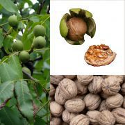 Owoce_Orzech_włoski