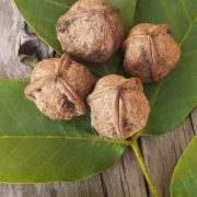 Three-segment_shell_walnuts_Júglans_régia