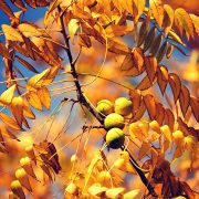 english-walnut-3750018_1920