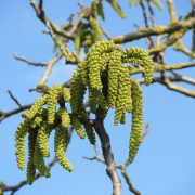 juglans-regia-855351_1920