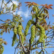 juglans-regia-855352_1920