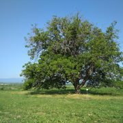 Обикновен_орех_200г._с._Карабунар