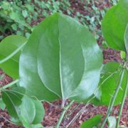 1024px-Smilax_rotundifolia_1