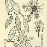 Aquatic_and_wetland_plants_of_southwestern_United_States_(Page_662)_BHL3347126