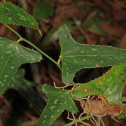 Saw_Greenbriar_-_Smilax_bona-nox,_Colt_Creek_State_Park,_Lakeland,_Florida