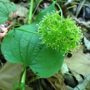 Smilax_herbacea_-_Smooth_Carrionflower