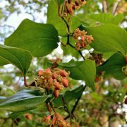 Smilax_rotundifolia_-_Roundleaf_Greenbrier