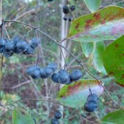 Smilax_rotundifolia_5424084