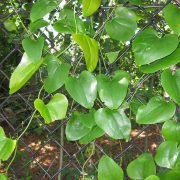 Smilax_rotundifolia_6