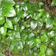 Smilax_rotundifolia_8