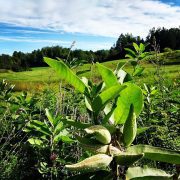 1024px-Asclepias_syriaca_(fruit)