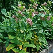 1228px-Asclepias_syriaca_prg_2