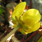 1280px-Argentina_anserina_3