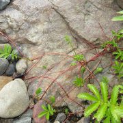 1280px-Argentina_anserina_5