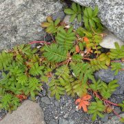 1280px-Common_Silverweed_(Argentina_anserina)_-_Lark_Harbour,_Newfoundland_2019-08-18_(02)