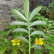 768px-Argentina_anserina_4