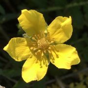 Argentina_anserina_14541485