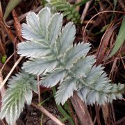 Argentina_anserina_183116706