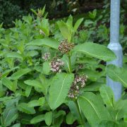 Asclepias_syriaca_2019_09_21_Kumpula_0126