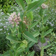 Asclepias_syriaca_habitus