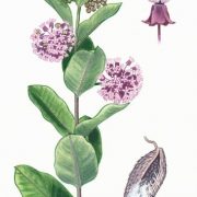 Asclepias_syriaca_selyemkóró