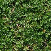 Common_Silverweed_(Argentina_anserina)_-_Oslo,_Norway_2020-08-12