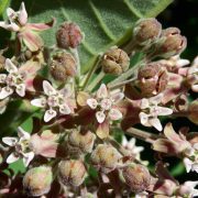 asclepias-syriaca-884038_1920
