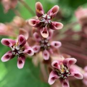 flowers-6372911_1920