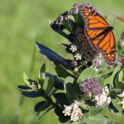 happy-mothers-day-5399023_1920