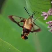 hummingbird-hawk-moth-6471545_1920