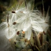 milkweed-170603_1920