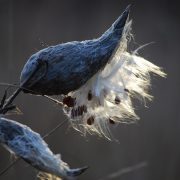 milkweed-1753257_1920