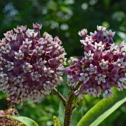 milkweed-2455863_1920