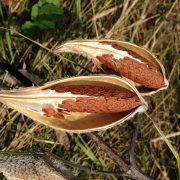 milkweed-289594_1920
