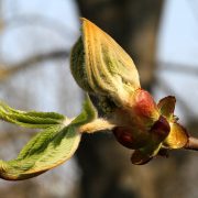 1024px-Baden-Baden-Aesculus_hippocastanum-48-Rosskastanie-Knospe-2012-gje