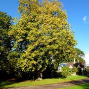 Aesculus_hippocastanum_-_Horse_Chestnut_-_geograph.org.uk_-_3175625