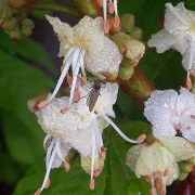 Aesculus_hippocastanum_188592628