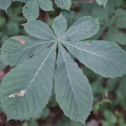 Noordwijk_-_Witte_paardenkastanje_(Aesculus_hippocastanum)