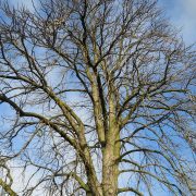 aesculus-hippocastanum-850710_1920