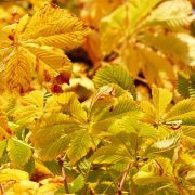 autumn-leaves-231689_1920