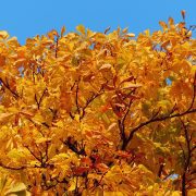 autumn-leaves-231690_1920