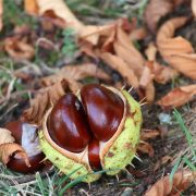 buckeye-3684773_1920