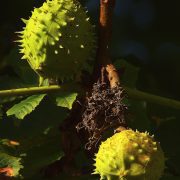 buckeye-6576863_1920