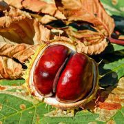 chestnut-2740751_1920