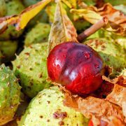 chestnut-2753982_1920
