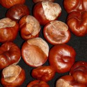 chestnuts-10467_1920