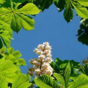 common-horse-chestnut-55820_1920